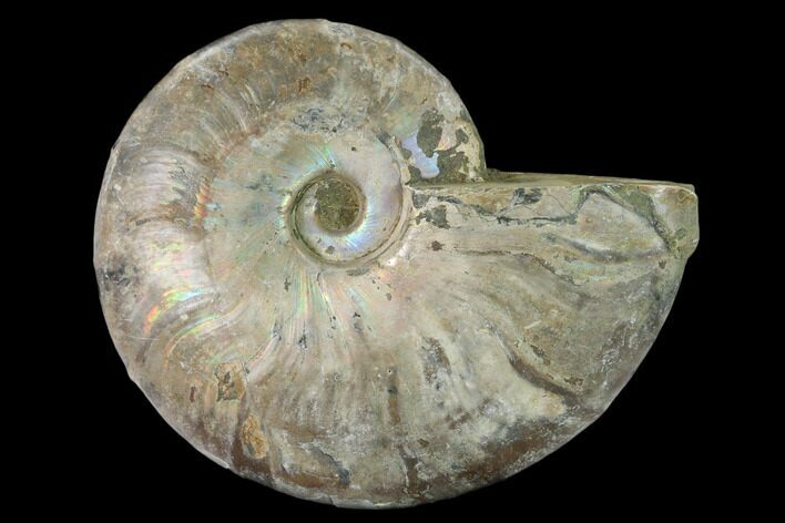 Silver Iridescent Ammonite (Cleoniceras) Fossil - Madagascar #157166